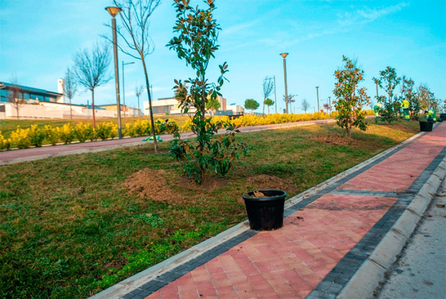 Boadilla del Monte | El Ayuntamiento ha iniciado la campaña de plantación de mil árboles en parques y calles del municipio