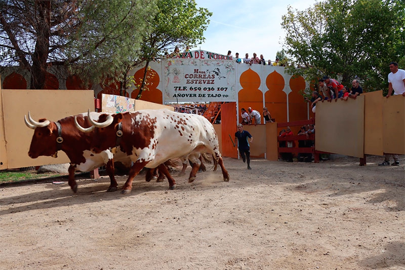 Galapagar | Galapagar despide sus Fiestas Patronales 2025 con un balance muy positivo y sin incidentes