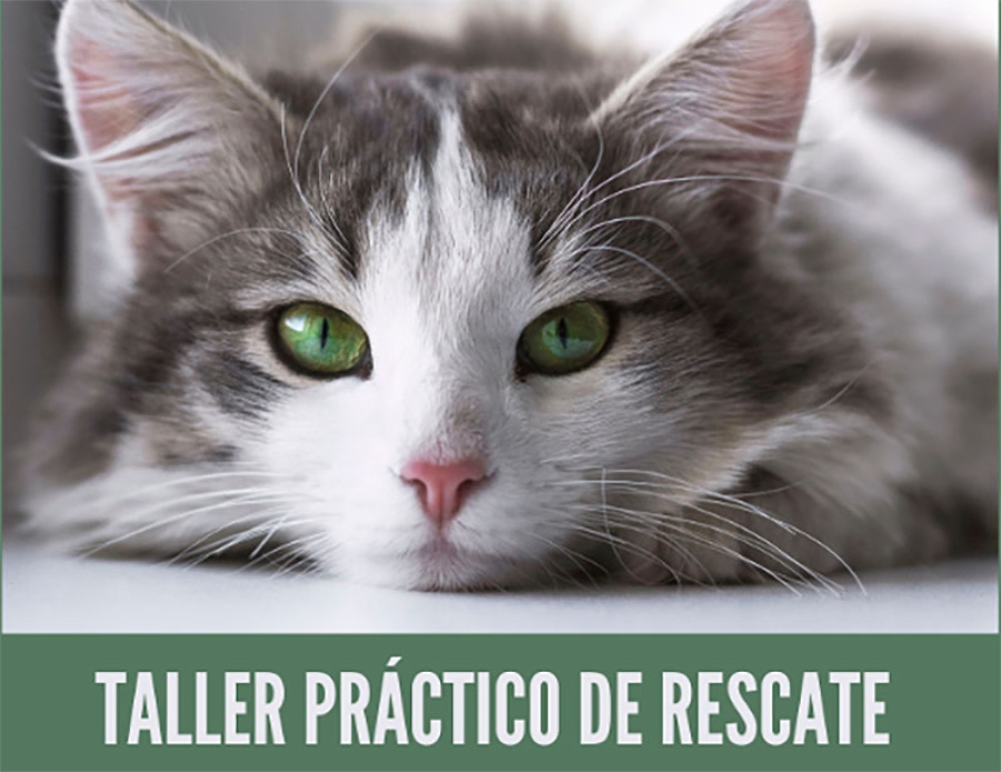 Galapagar | Taller práctico de rescate de gatos en Galapagar