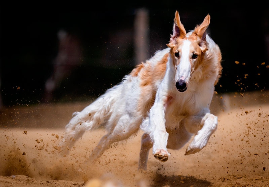 Cenicientos | I Exhibición de perros de caza y Concurso de rehalas en Cenicientos