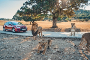 No es África, es Safari Madrid en Aldea del Fresno