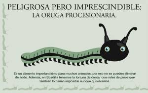 Boadilla del Monte | El Ayuntamiento lanza una campaña informativa para minimizar la presencia de la oruga procesionaria