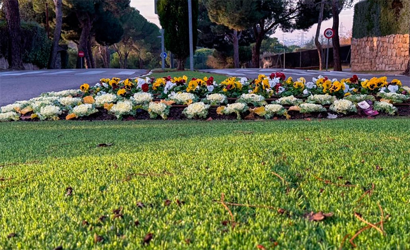 Boadilla del Monte | Boadilla inicia la campaña de flor de otoño con más de 23.000 plantas nuevas en espacios públicos