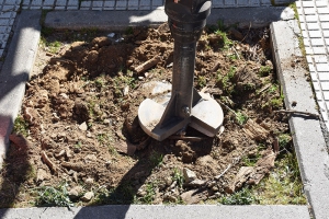 Villaviciosa de Odón | La campaña de destoconado afectará a más de doscientos veinte alcorques en este primer semestre
