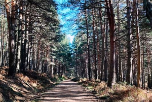 Guadarrama | La Concejalía de Medio Ambiente abre el periodo de solicitud de leña de pinos secos