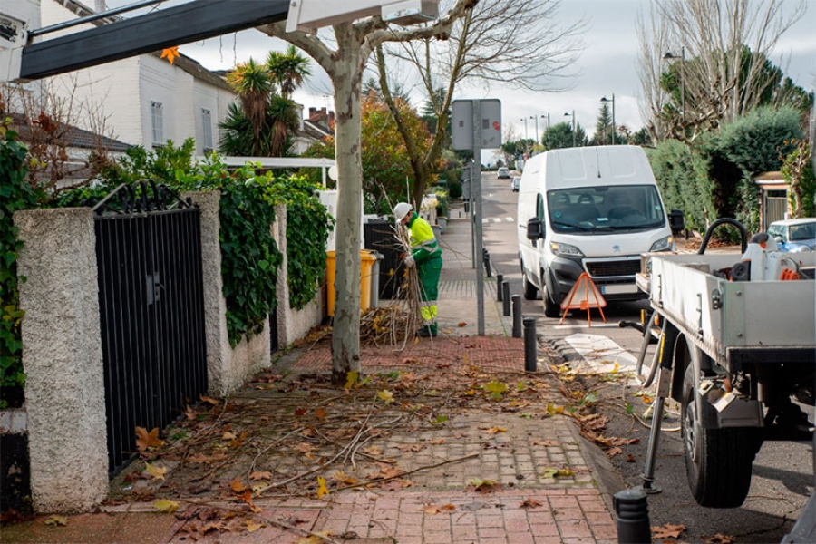 Boadilla del Monte | Continúa la campaña de poda de árboles en Boadilla