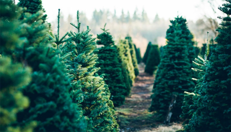 MEDIO AMBIENTE | La Comunidad de Madrid recuerda la prohibición de plantar los abetos navideños tras el fin de las fiestas