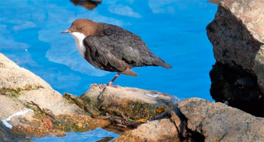 Moralzarzal | Mayores por la Cultura: Las aves y el medio ambiente