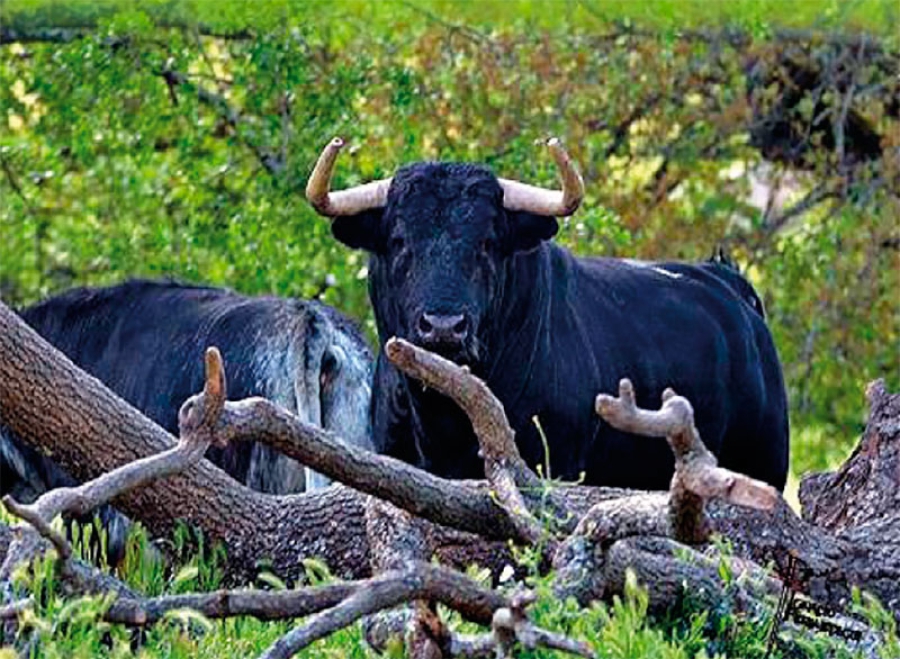 Collado Mediano | Excursión a Campo Bravo, visitando la ganadería de José Enrique Fraile de Valdefresno