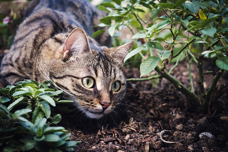 MUNDO ANIMAL | ¿En qué casos debo desparasitar a mi peludo de forma mensual?
