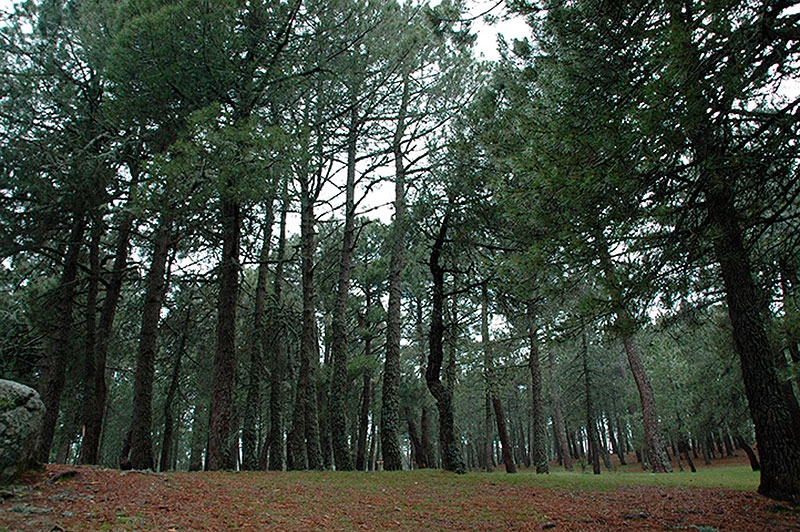 Guadarrama | Comienza el periodo para la autorización de recogida de leñas y piñas muertas en el pinar