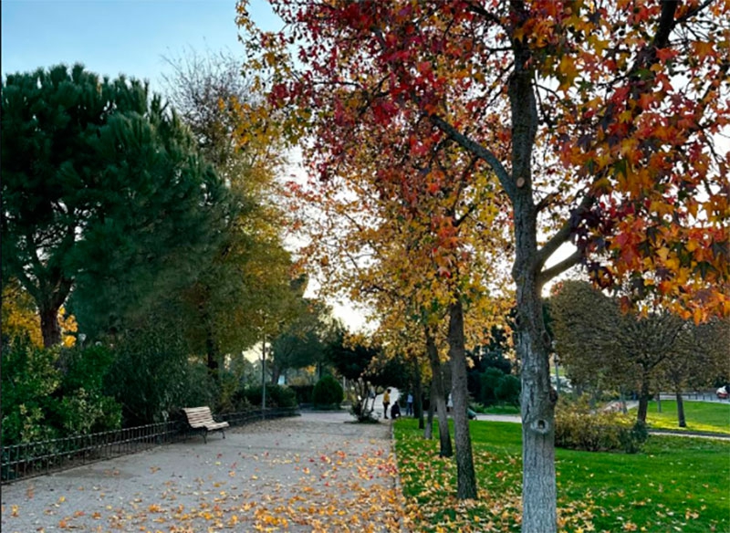 Majadahonda | Majadahonda reconocida por quinto año consecutivo como “Tree Cities of the World”