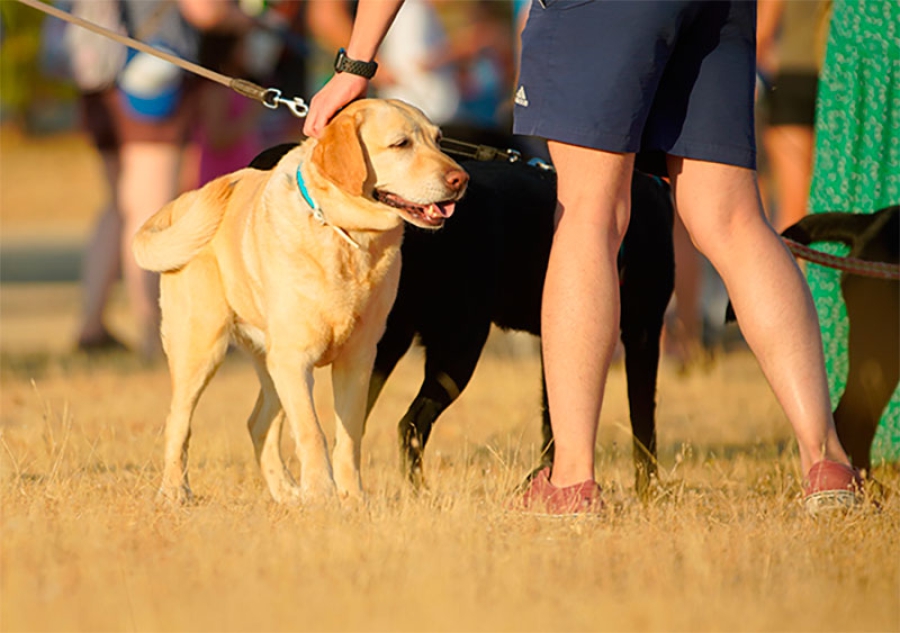 Las Rozas | La carrera no competitiva CaniCross Las Rozas reunirá este domingo a más de 100 perros con sus dueños
