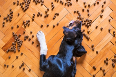 MUNDO ANIMAL | Cómo diferenciar las diarreas