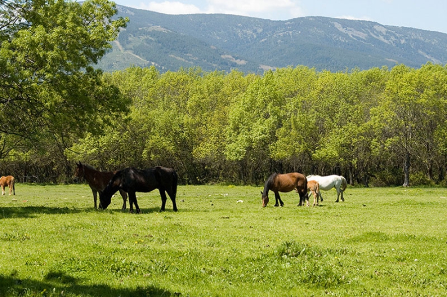 Guadarrama | Hasta el 10 de noviembre se puede solicitar la leña de la Dehesa de Abajo