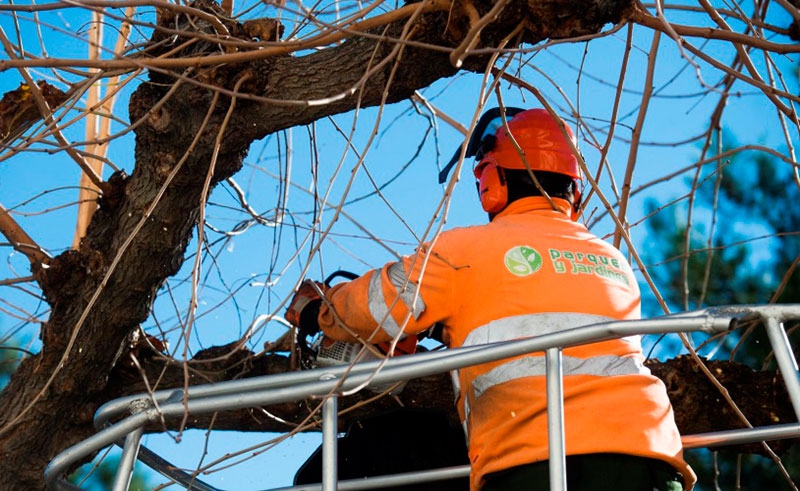 Pozuelo de Alarcón | Adjudicado el contrato del servicio de poda, tala y retirada de restos de arbolado municipal