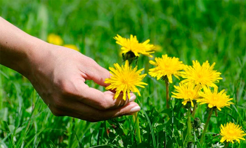 Moralzarzal | El próximo sábado, curso de plantas medicinales: sesión práctica