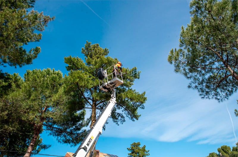 Boadilla del Monte | El Ayuntamiento inicia una campaña de retirada de nidos de oruga en los pinos de la vía pública