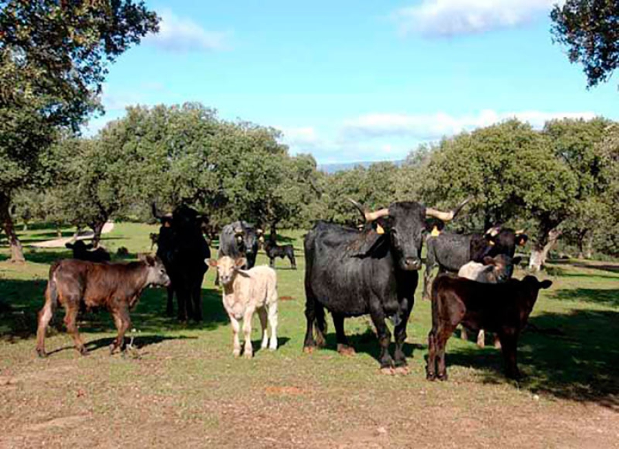 El Boalo, Cerceda, Mataelpino |  Moción en defensa de la ganadería tradicional extensiva en El Boalo, Cerceda y Mataelpino