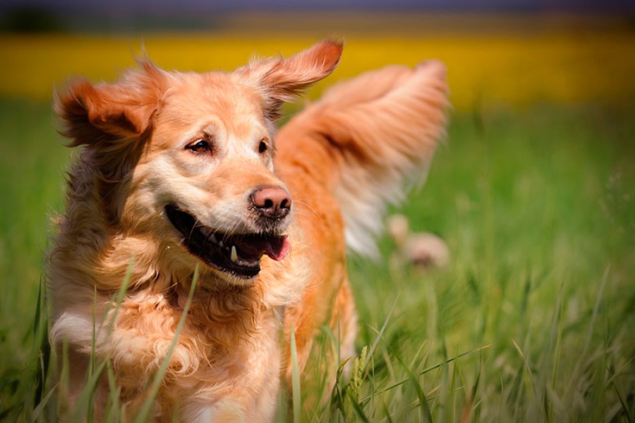 MUNDO ANIMAL | Tomar la tensión a nuestros peludos es importante