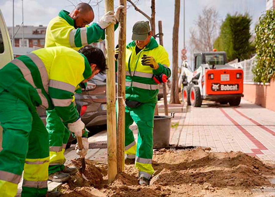 Las Rozas | El plan de renovación de ejemplares urbanos supondrá la plantación de más de 600 árboles y 13.000 arbustos