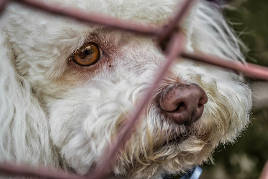 Pozuelo de Alarcón | Nuevo contrato para el servicio de recogida y alojamiento de animales abandonados