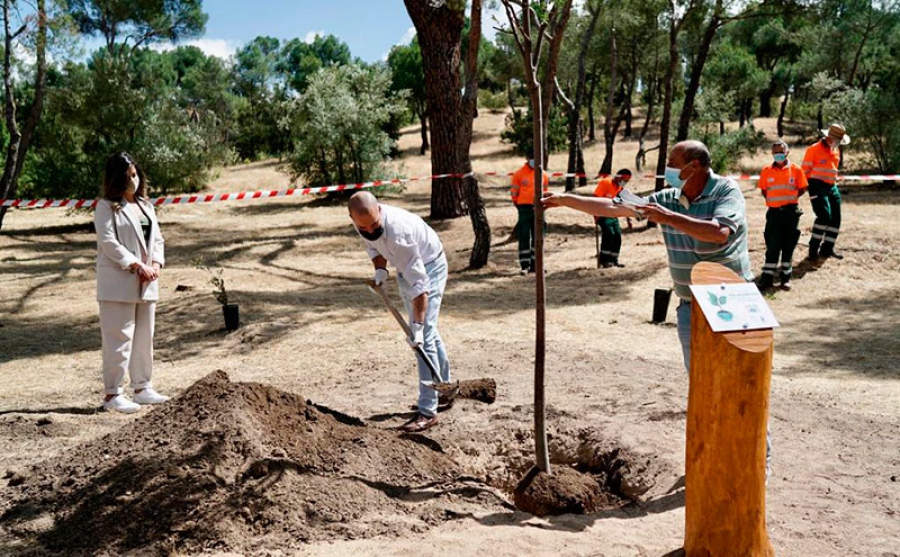 Majadahonda |  El Ayuntamiento celebra el Día del Medio Ambiente con una plantación de 50 árboles