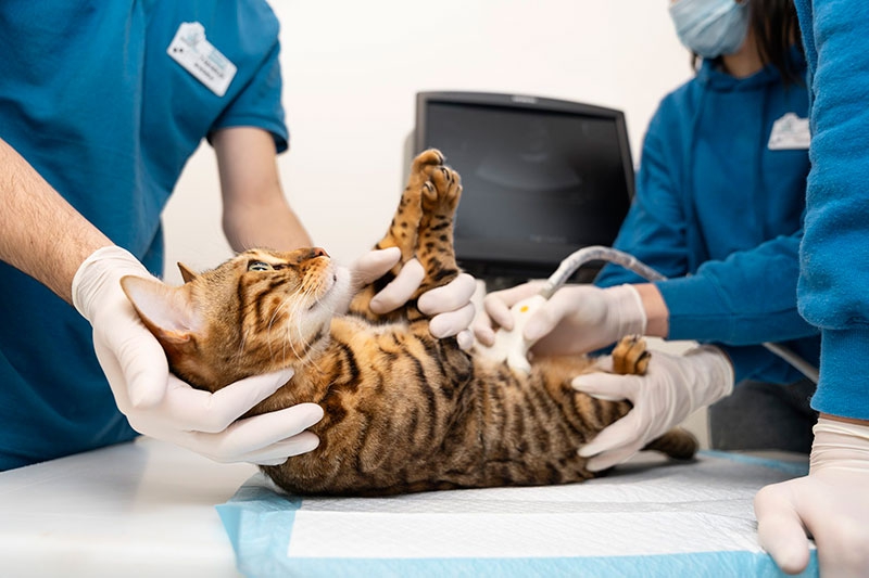 MUNDO ANIMAL | Enfermedad renal en el gato