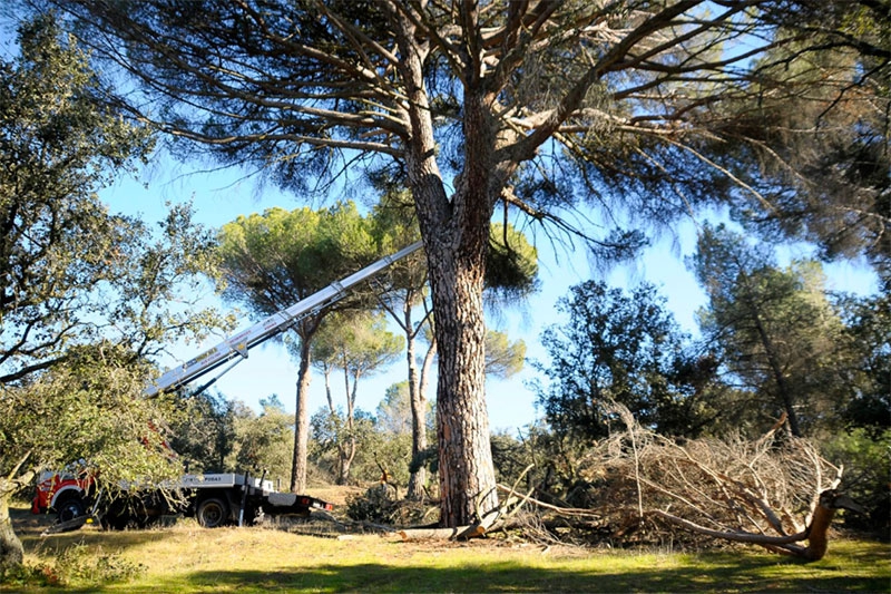 Boadilla del Monte | La Comunidad de Madrid limpia las zonas del monte en las que quedan restos del temporal Filomena