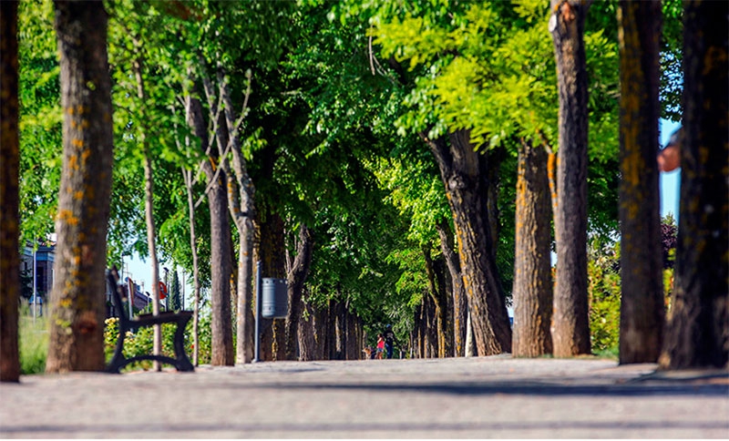 Las Rozas | Las Rozas recibe el reconocimiento de la FAO “Tree Cities of the World” por su gestión del arbolado urbano en 2021