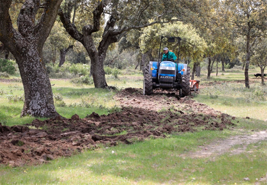 Boadilla del Monte | El Ayuntamiento restaura la vegetación de caminos del monte que están siendo utilizados de forma indebida