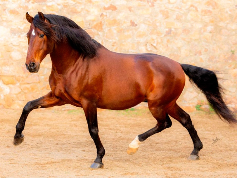 Villamanta | Llega EQUUS Villamanta 2026, la III edición del Concurso Morfológico del Caballo de la Comunidad de Madrid