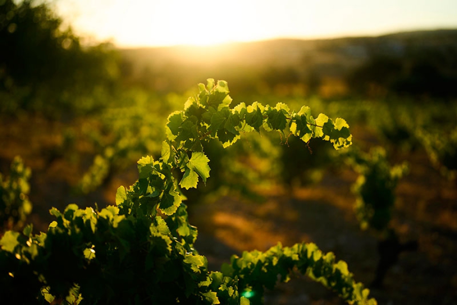 ADI SIERRA OESTE |  ADI Sierra Oeste: el motor que impulsa el renacer del sector vitivinícola y el enoturismo en la comarca