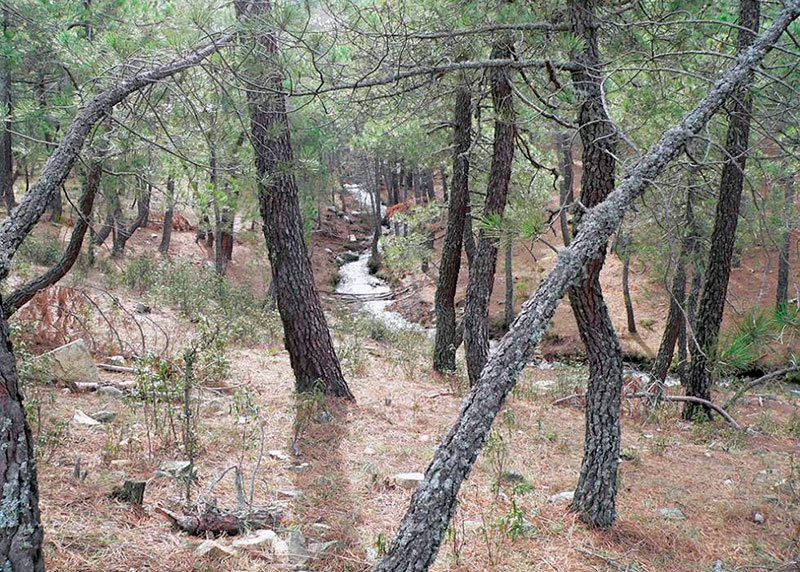 Guadarrama | Abierto el periodo para solicitar los permisos de recogida de piñas y leñas muertas y pies secos