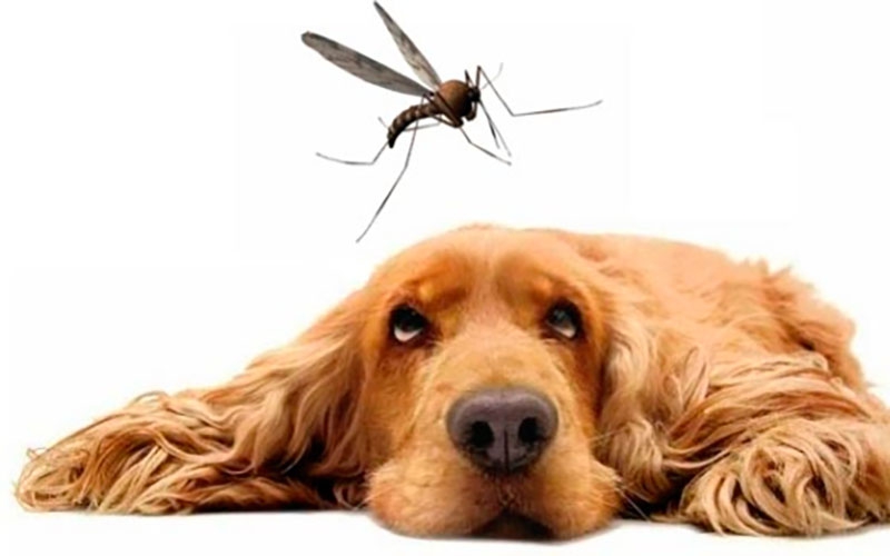 MUNDO ANIMAL | Leishmaniosis: el enemigo invisible