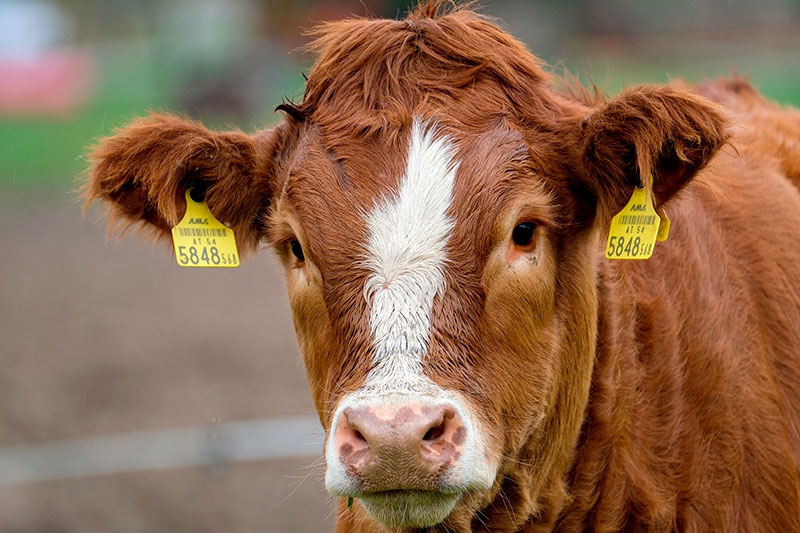 MEDIO AMBIENTE | Ayudas para impulsar la actividad de las entidades agrarias de la región