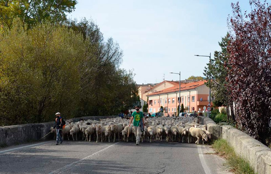 Guadarrama | El rebaño de la trashumancia llegará mañana sábado a El Gurugú