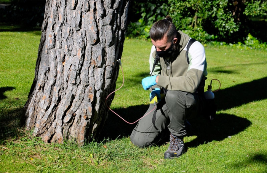 Boadilla del Monte |  Boadilla aplica la endoterapia a más de 800 pinos para evitar plagas de oruga procesionaria