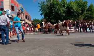 Navas del Rey | Navas del Rey vivió con intensidad sus Fiestas en honor a San Antonio de Padua