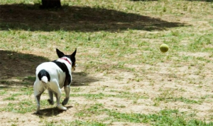 Pozuelo de Alarcón | Arranca la construcción de la nueva área canina en el Parque Cerro de los Perdigones