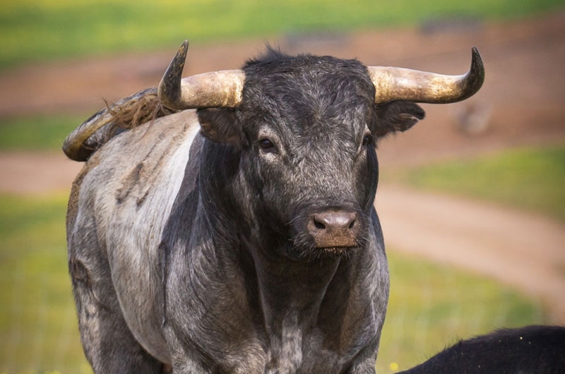 Cadalso de los Vidrios | Hierros legendarios y de primer nivel en la Feria taurina “Racimo de Oro”, el próximo mes de septiembre