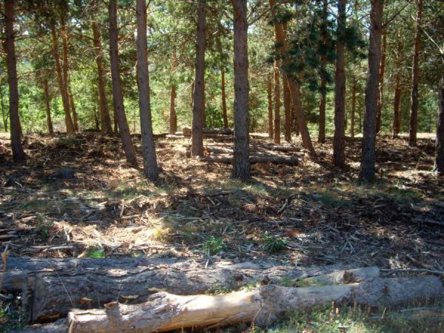 Valdemaqueda | Los vecinos pueden recoger “leñas muertas” del monte