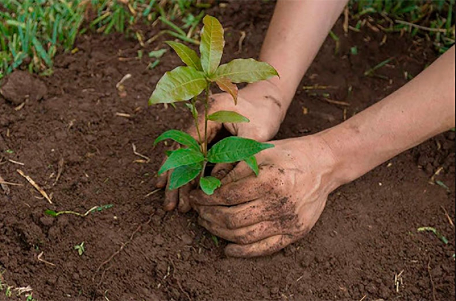 El Álamo | II Jornada familiar para reforestar nuestro pueblo