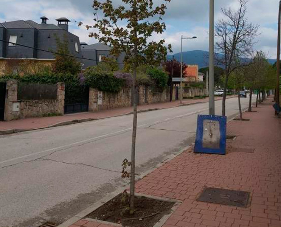 Guadarrama | Mejoras en el arbolado urbano con la plantación de nuevos ejemplares