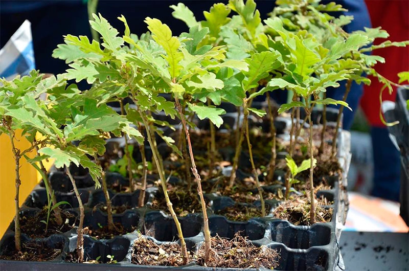 Guadarrama | Guadarrama celebra mañana el Día Mundial del Medio Ambiente con reparto de árboles