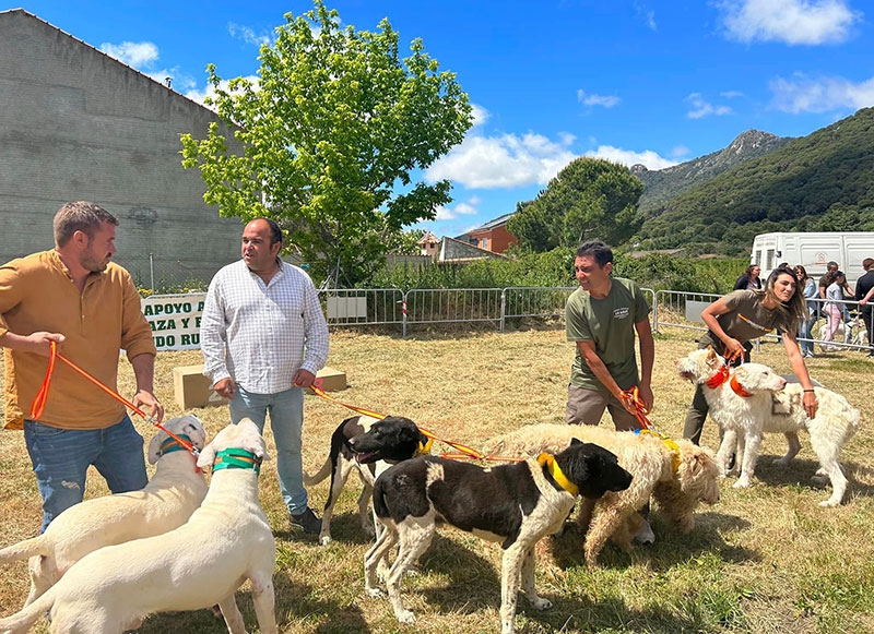 Cenicientos | Cenicientos celebró la I Exhibición de perros de caza y Concurso de rehalas