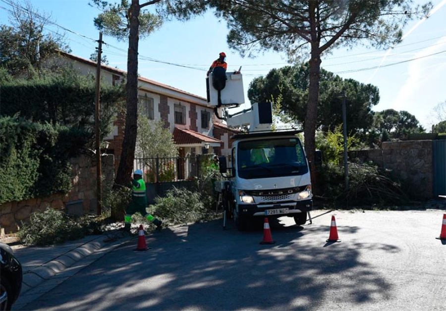 Boadilla del Monte | El Ayuntamiento ha podado casi 4500 árboles en la campaña de este año