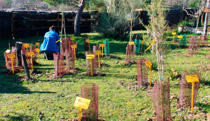 Pozuelo de Alarcón | Voluntarios colaboran en la plantación de un minibosque de Miyawaki en el Aula de Educación Ambiental