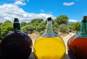 Bodega Las Moradas de San Martín, viñas y estrellas abrazadas por Gredos