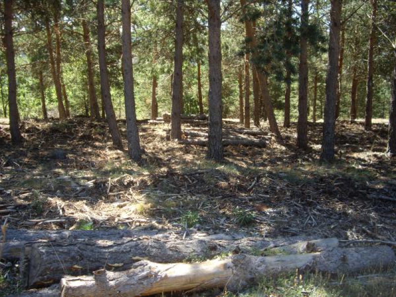 Becerril de la Sierra | Recogida de leñas muertas en los Montes de Utilidad Pública para el autoconsumo